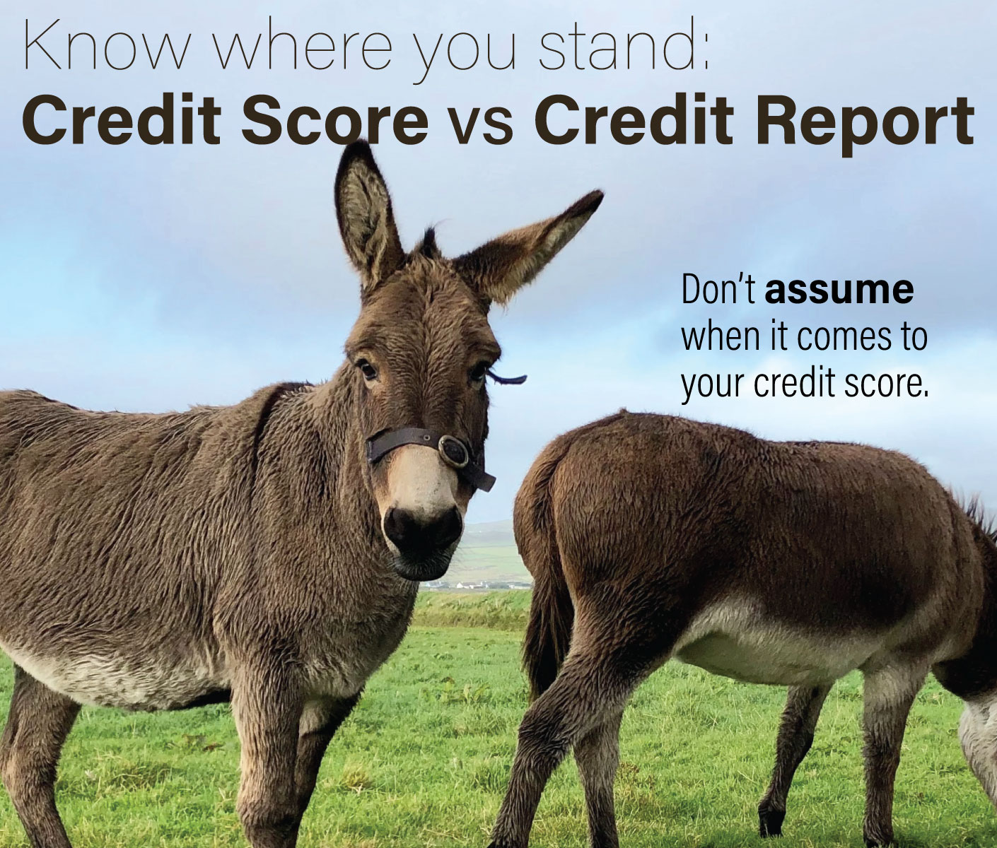 Credit Reports Vs Credit Scores